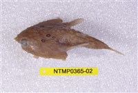 藏品(環紋蝙蝠棘茄魚)的圖片